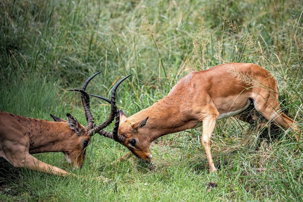 how to handle cat territorial behavior