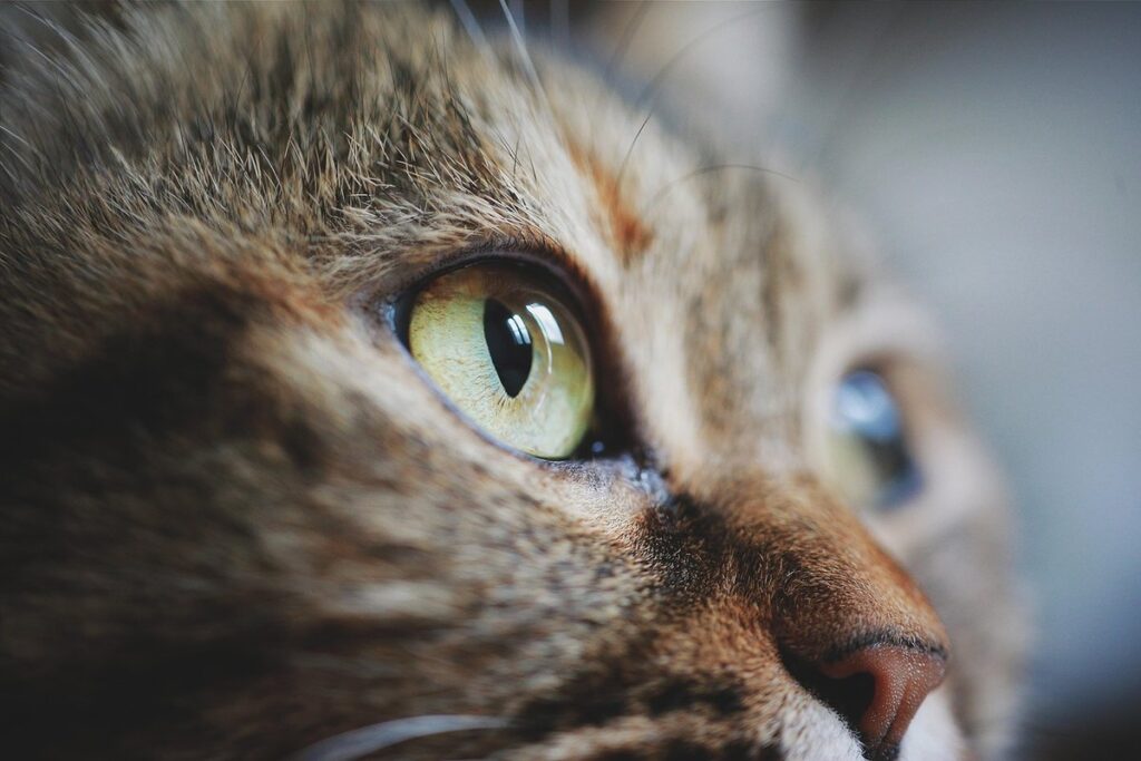 what do cats think about