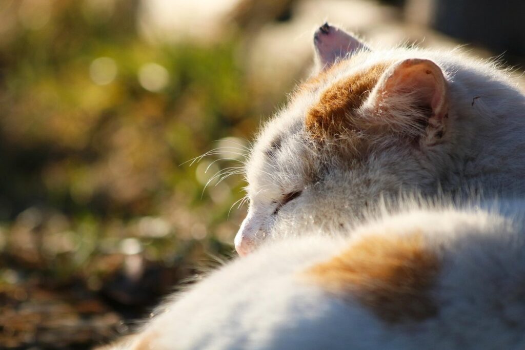 cat twitching sleep
