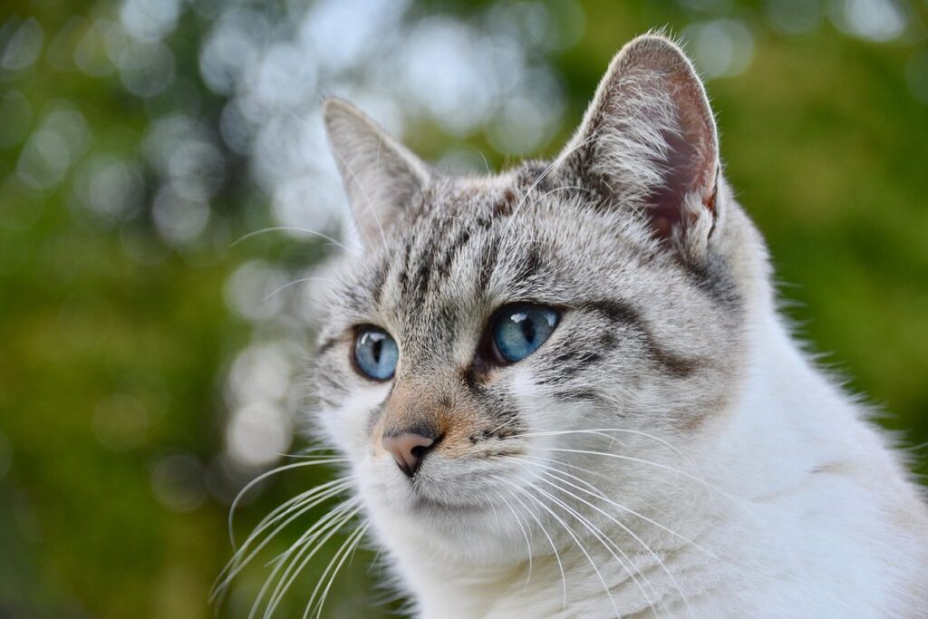 cat urinating outside litter box older cat