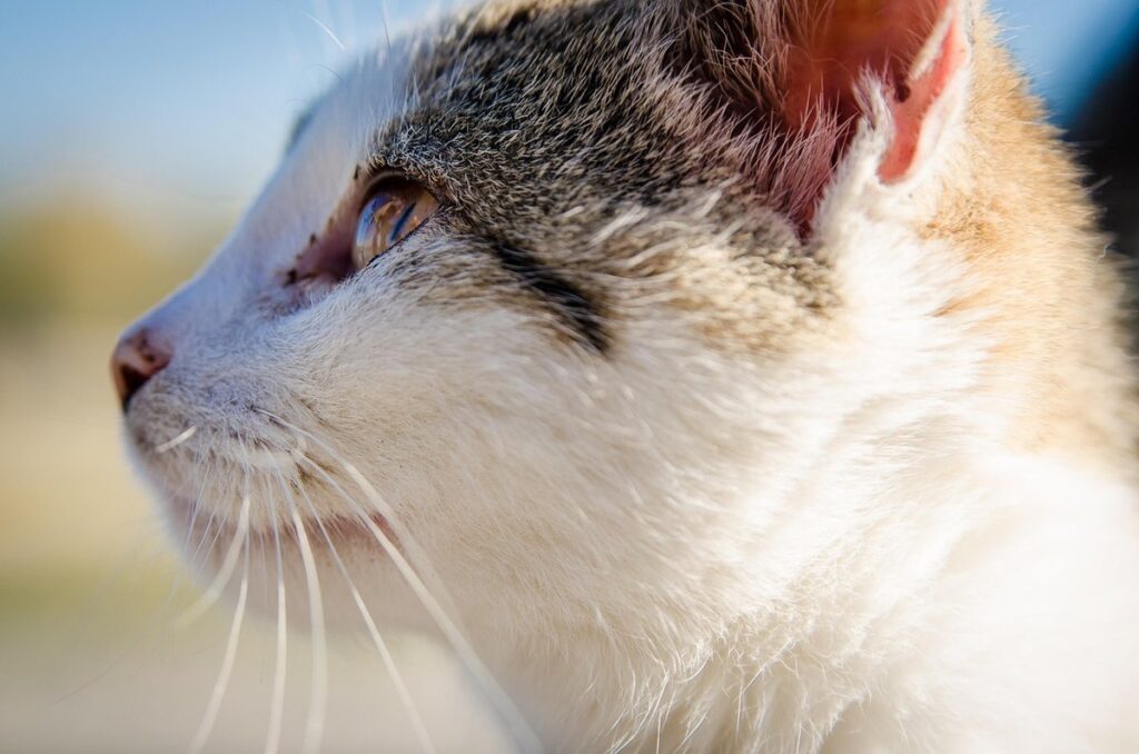 why your cat's vet bill is so high
