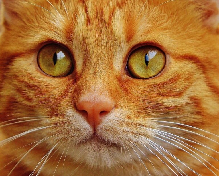 can cats see red