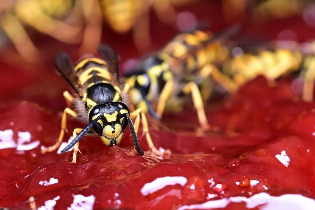 cat wasp bite