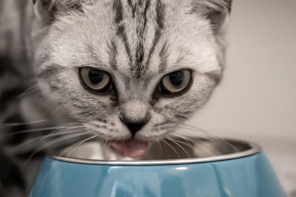 how much water do cats need per day