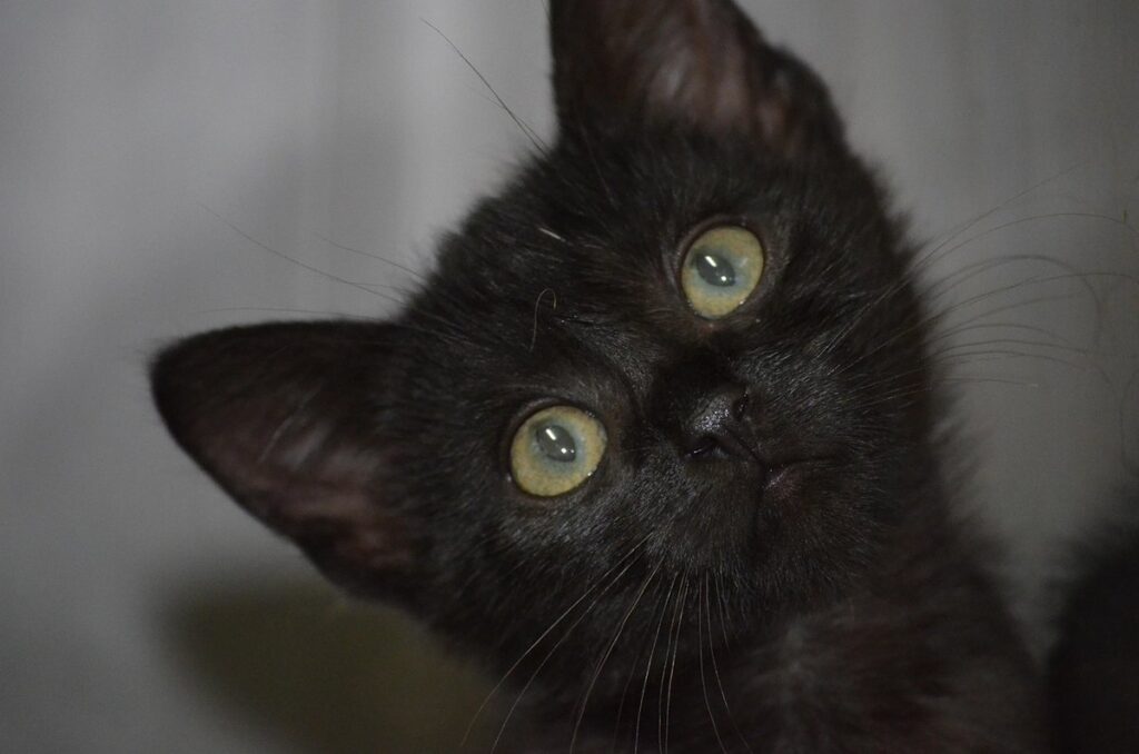 understanding cat welfare laws