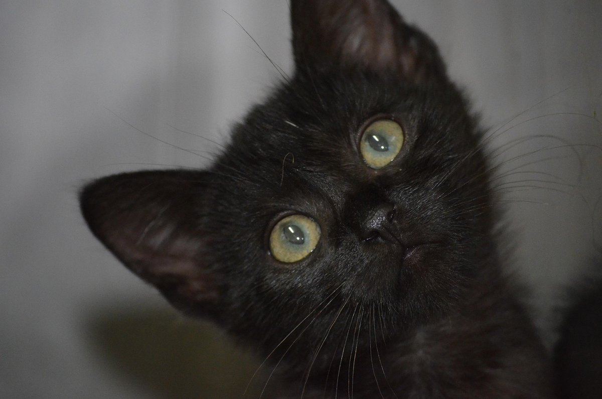 Protecting Feline Friends: Understanding Cat Welfare Laws - Complete ...
