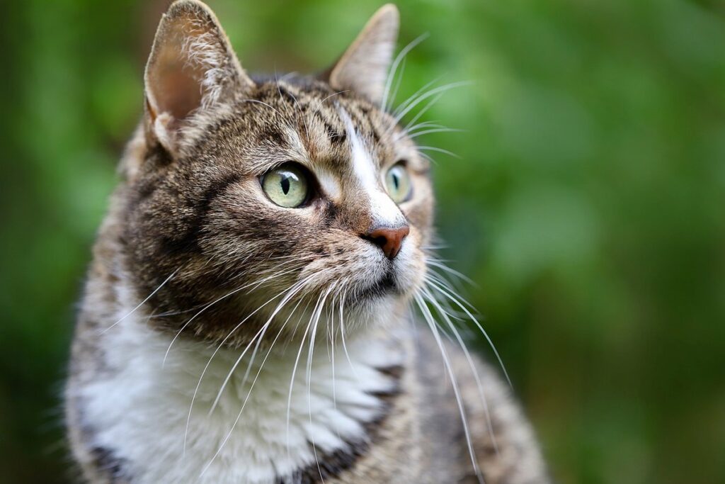 whiskers of cat meaning