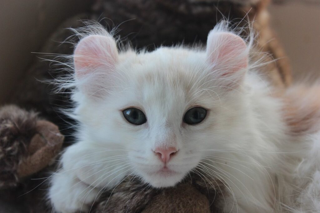 cat with curled ears