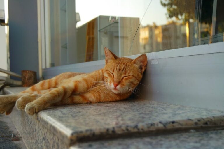 cat with cystitis symptoms