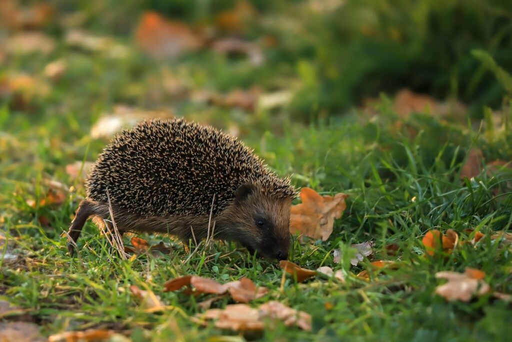cat with hedgehog