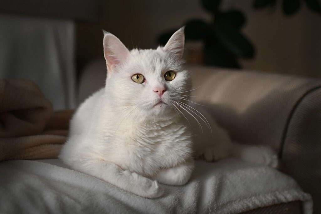 cat won't stop scratching couch