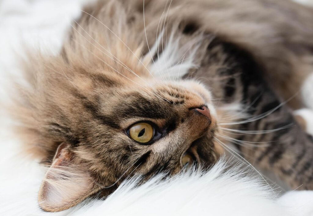 cats and meows