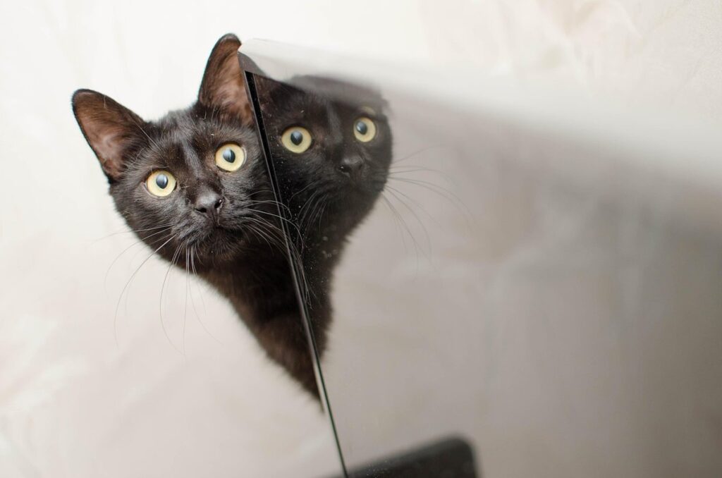 cats and mirrors