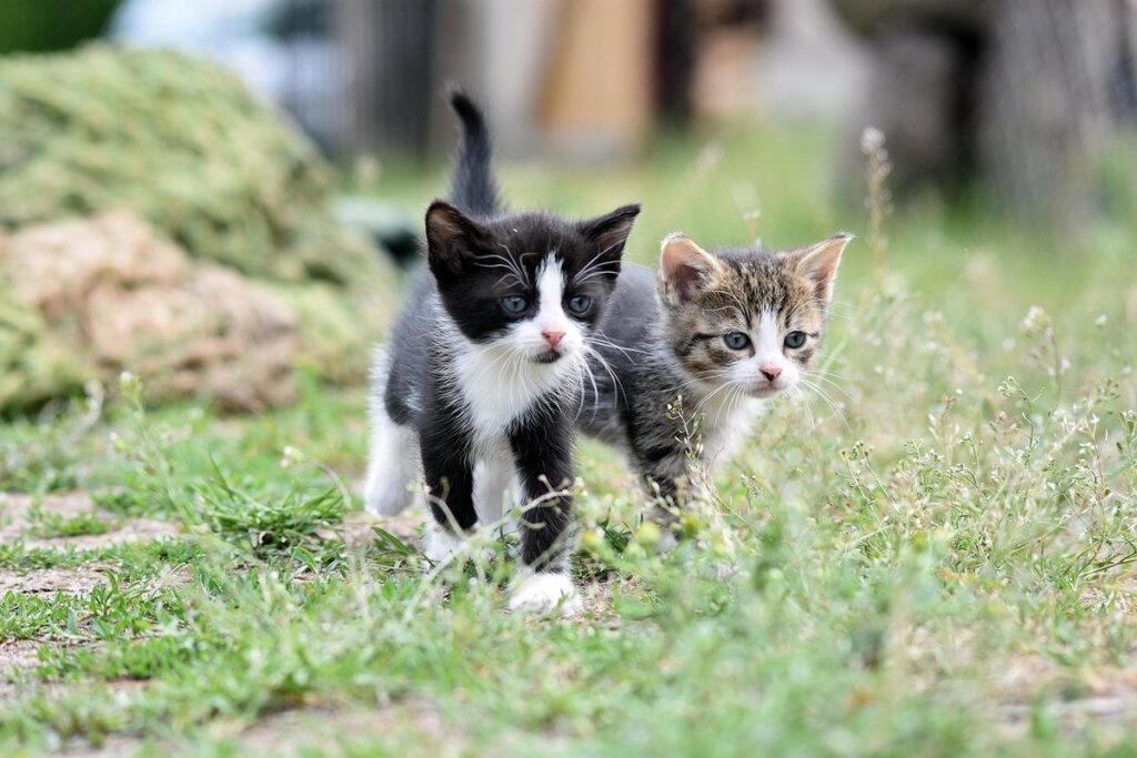 cats black cats