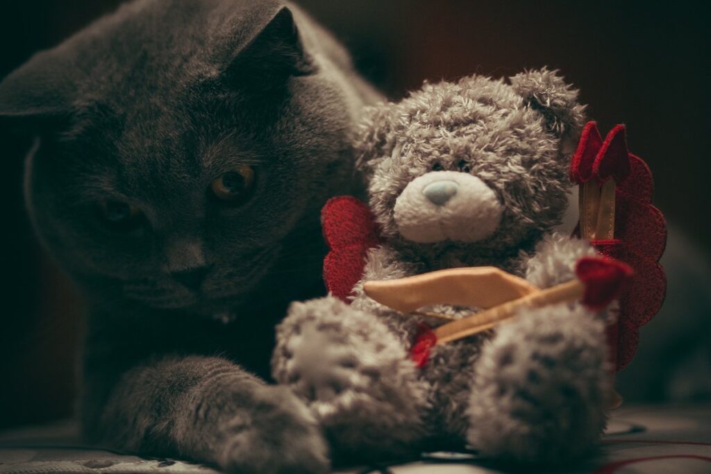 cats doing stuff