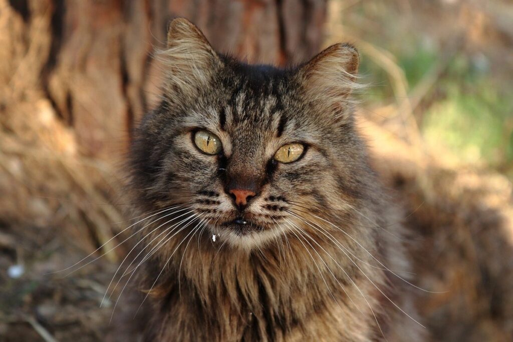 how cats have adapted to different environments