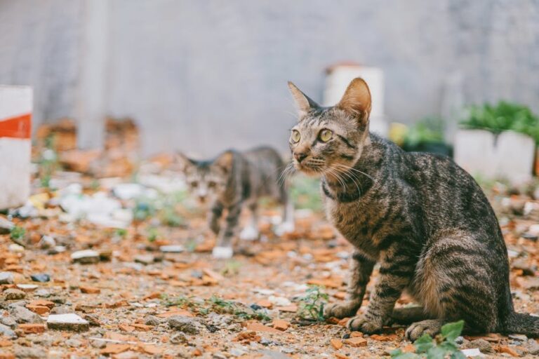 cats in urban settings