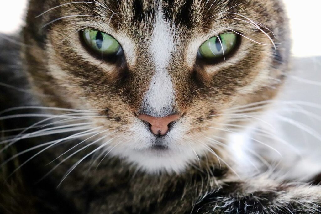 the impact of cats on wildlife