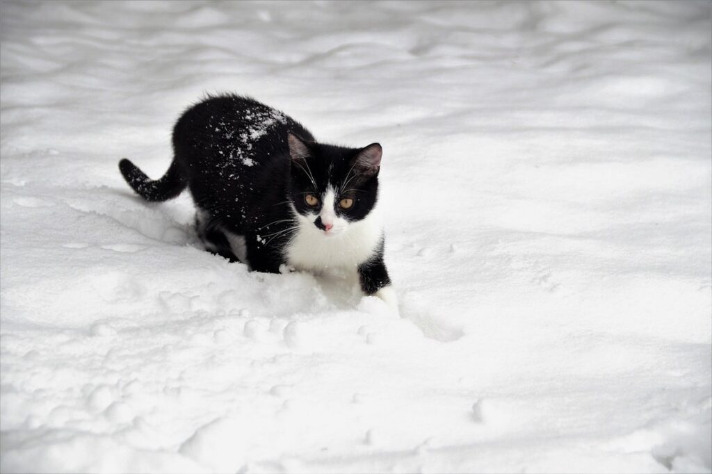 do cats get cold in the winter