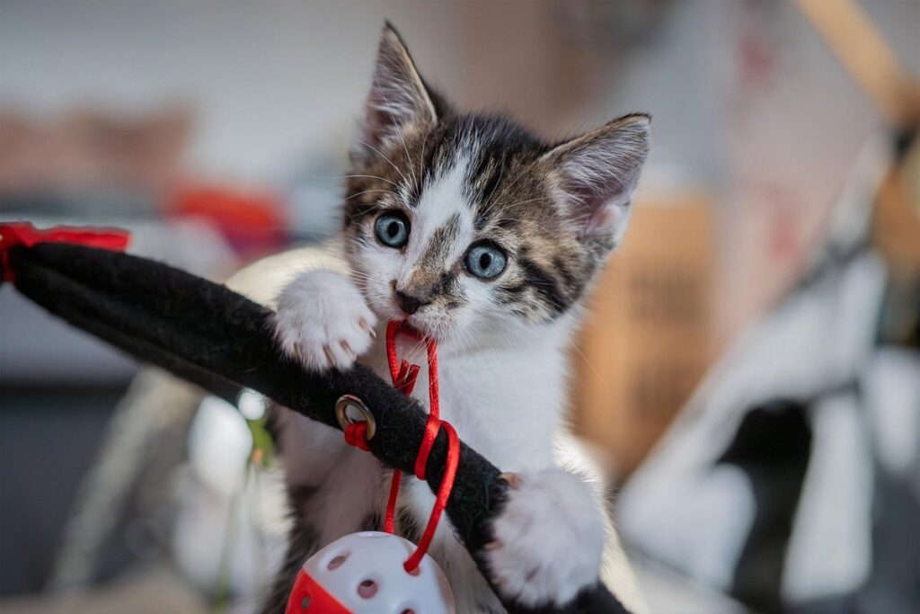 cats play fighting