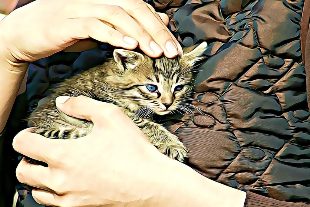 cats protection adoption