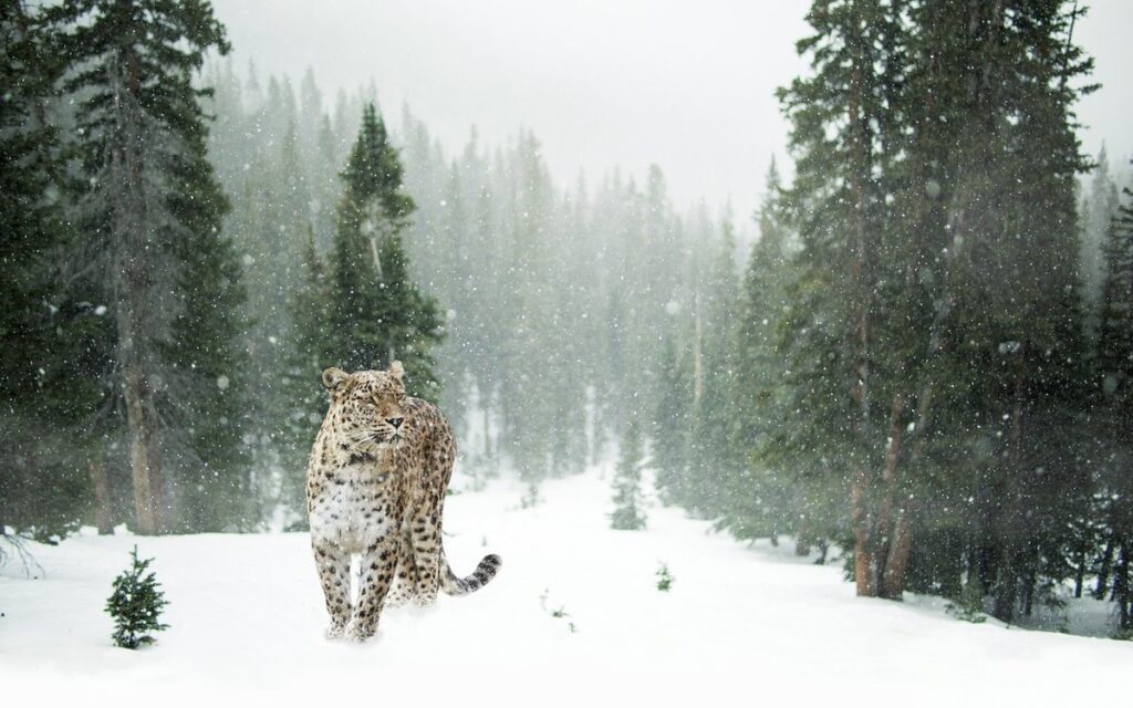 cats winter