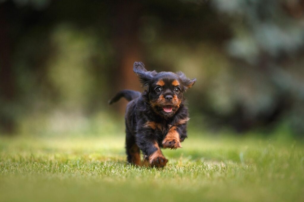 cavalier dogs for adoption