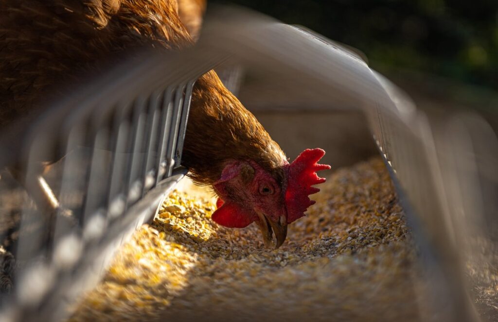 chicken and rice for cats with diarrhea