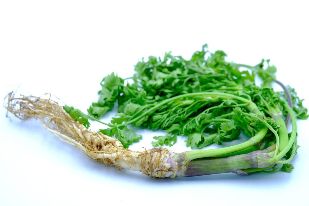 is cilantro good for cats