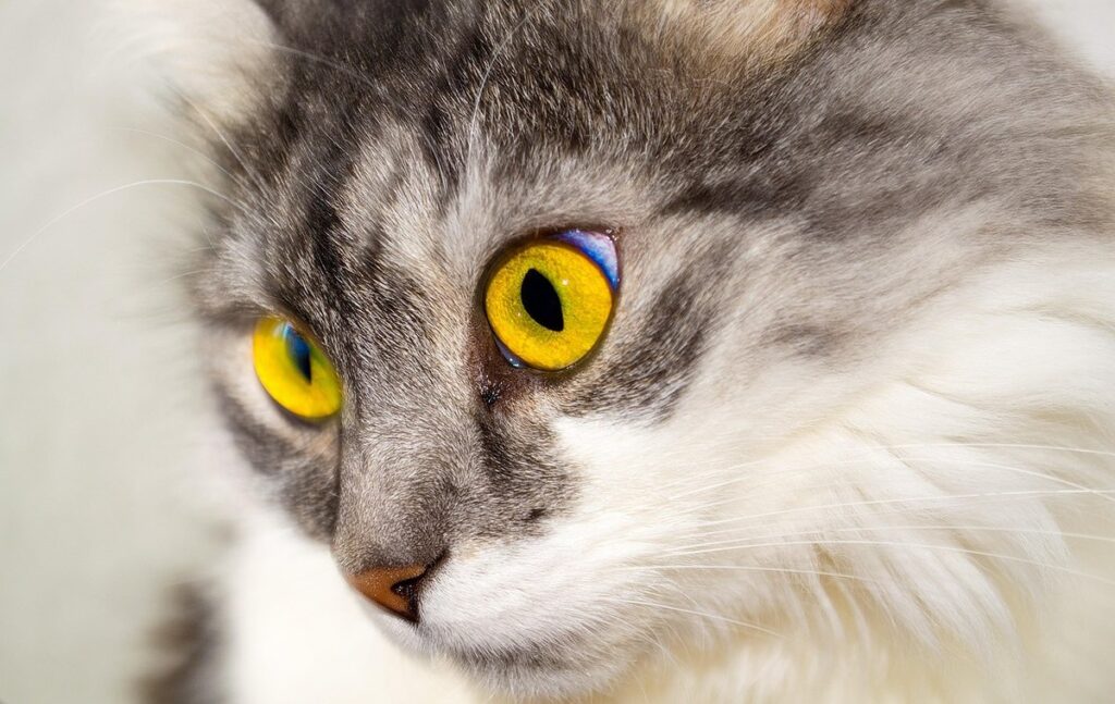 color point cats
