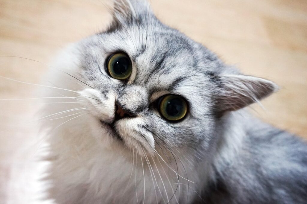 crazy cat names