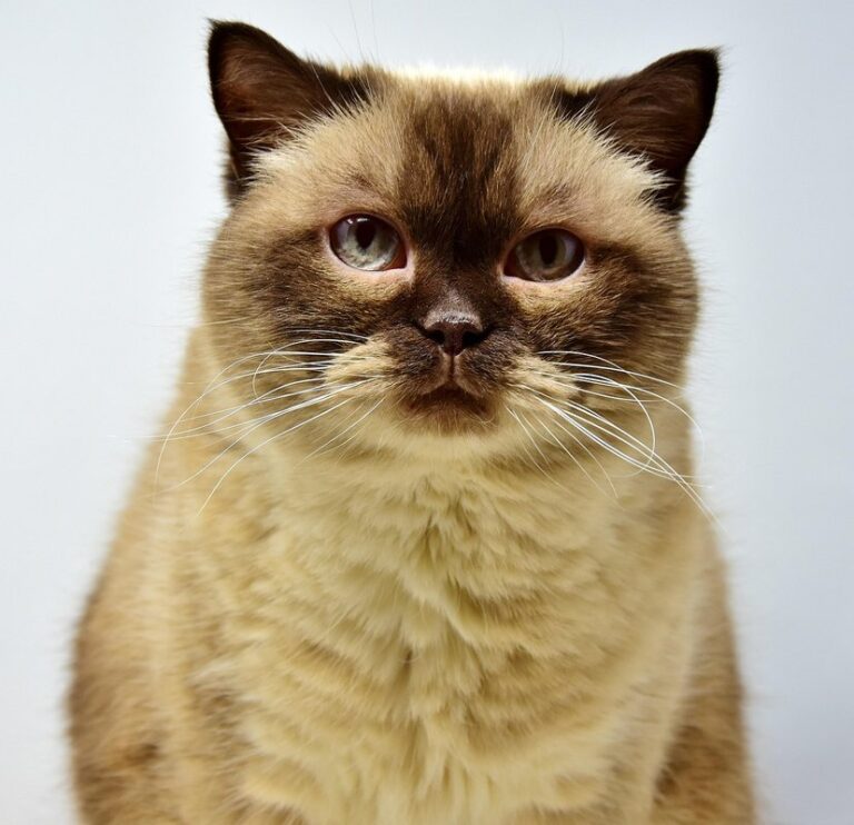 cream coloured cat