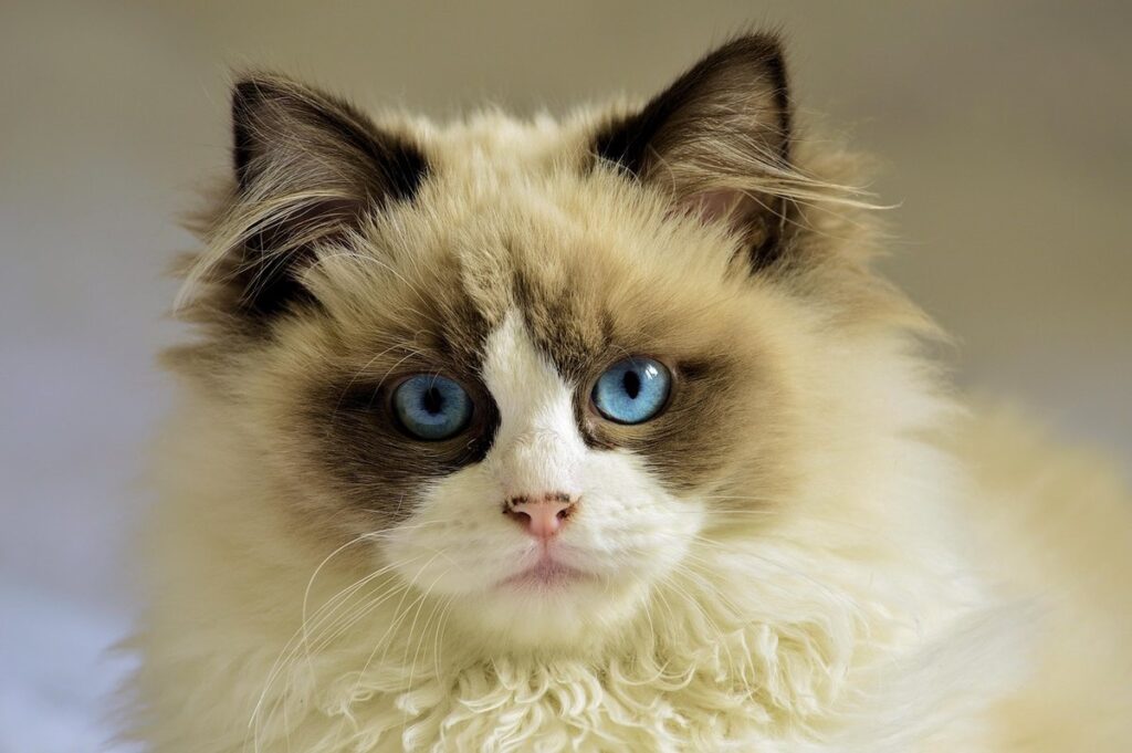 cutest ragdoll cats