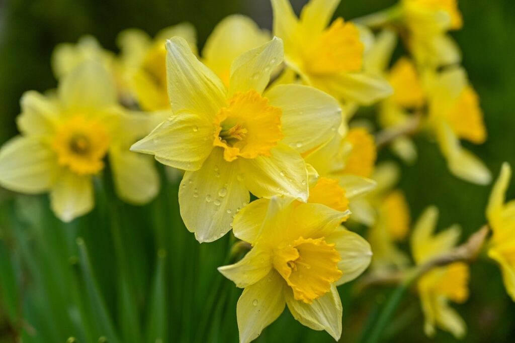 are daffodils poisonous to cats