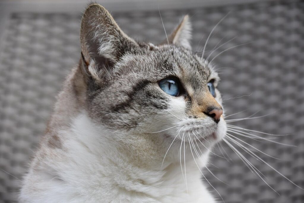 deaf cats blue eyes