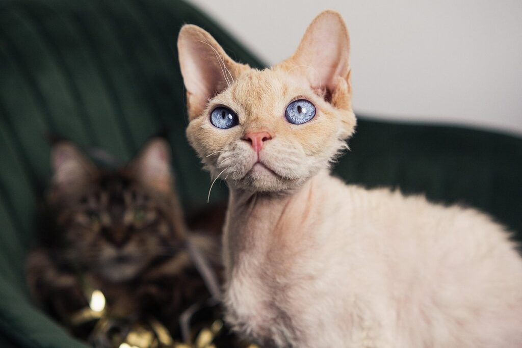 devon rex cat coat colors