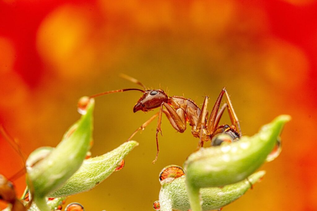 diatomaceous earth ants cats
