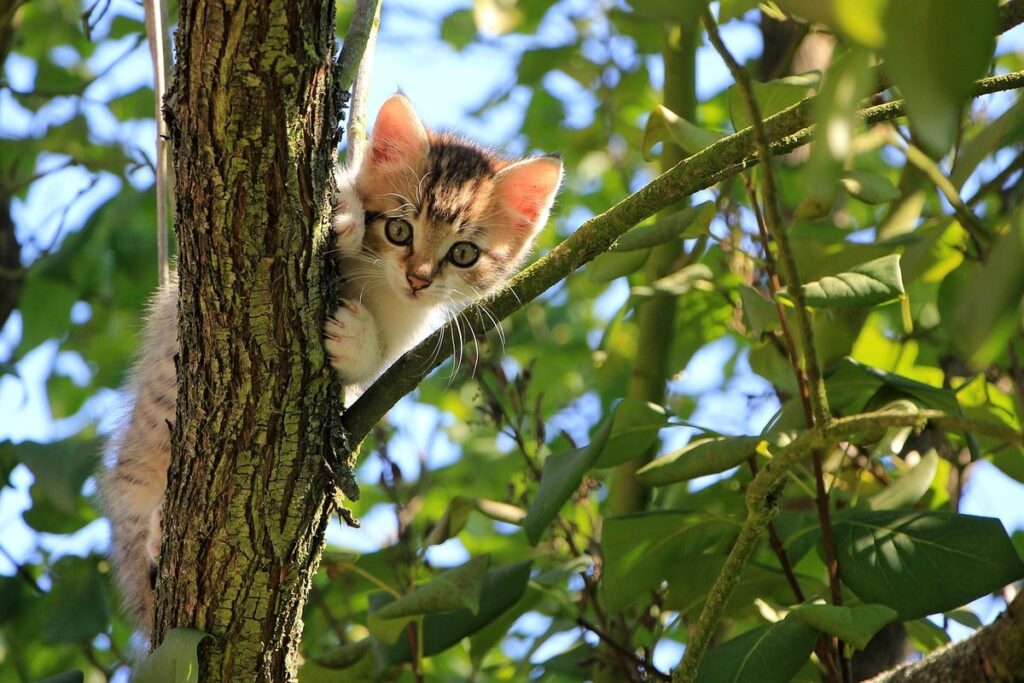 diy cat tree