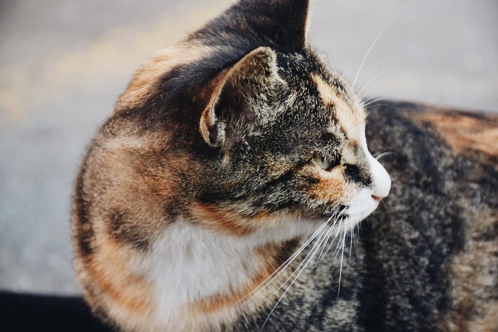 does cat pee kill plants