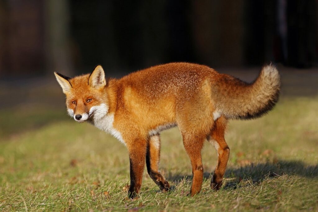 does fox eat cats