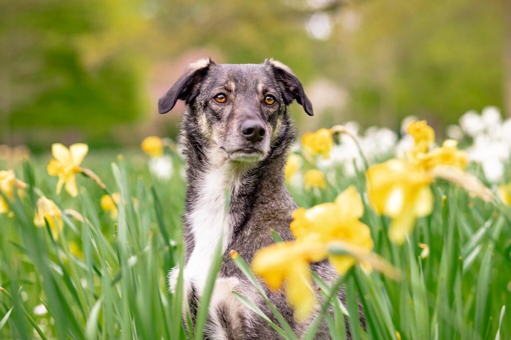 how to get a dog to stop barking for attention