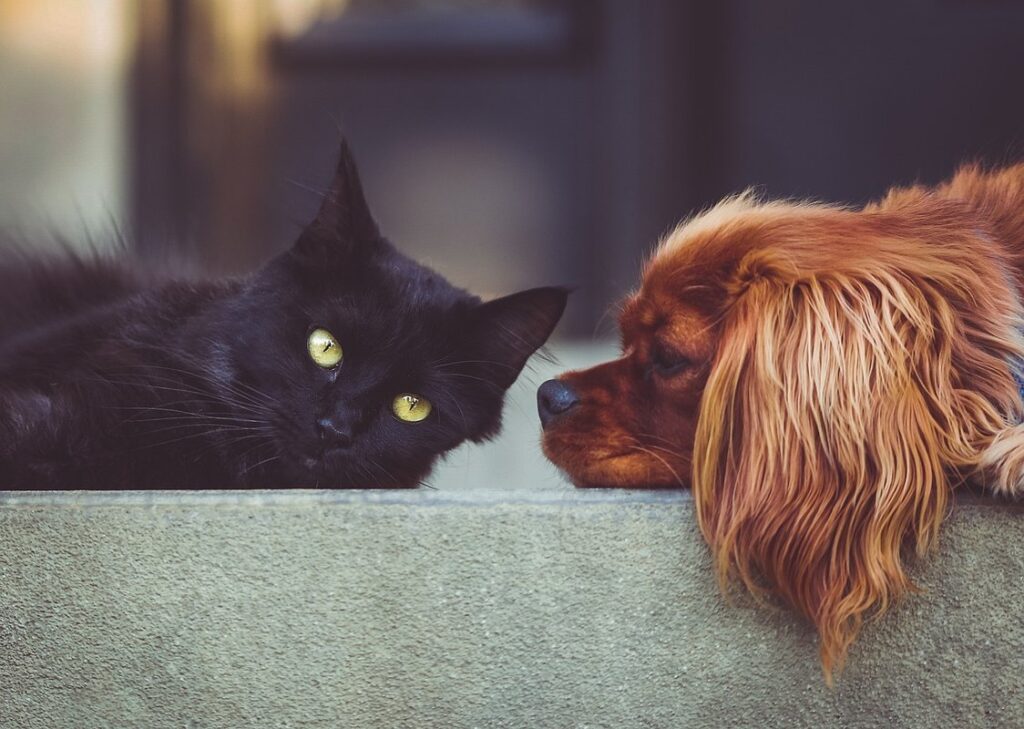 dog gate with cat opening