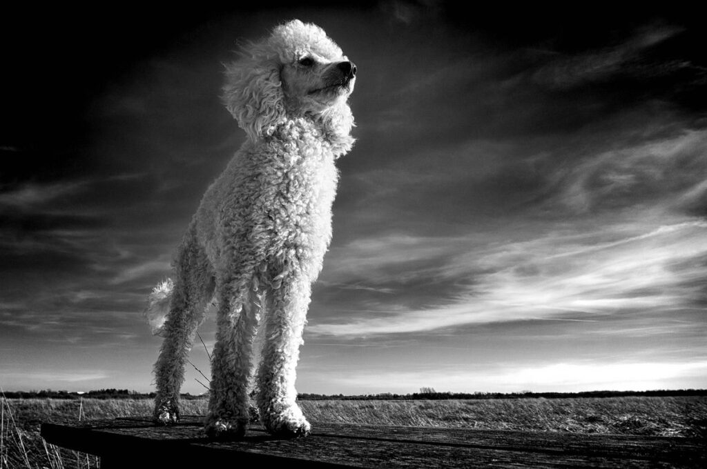 grooming needs by breed