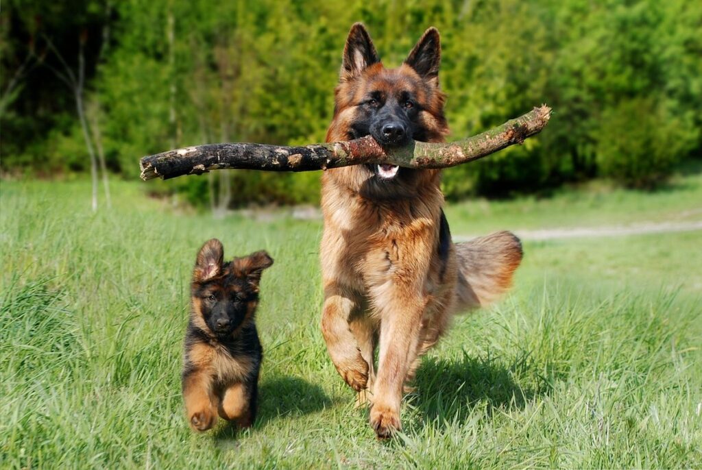 how to play tug of war with a dog