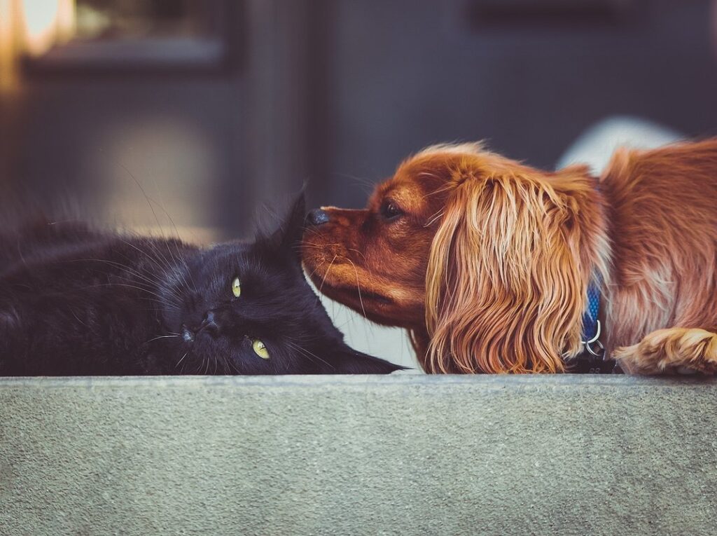 dogs and cats snuggling