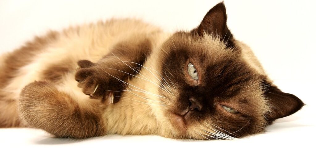 average weight of a domestic shorthair cat