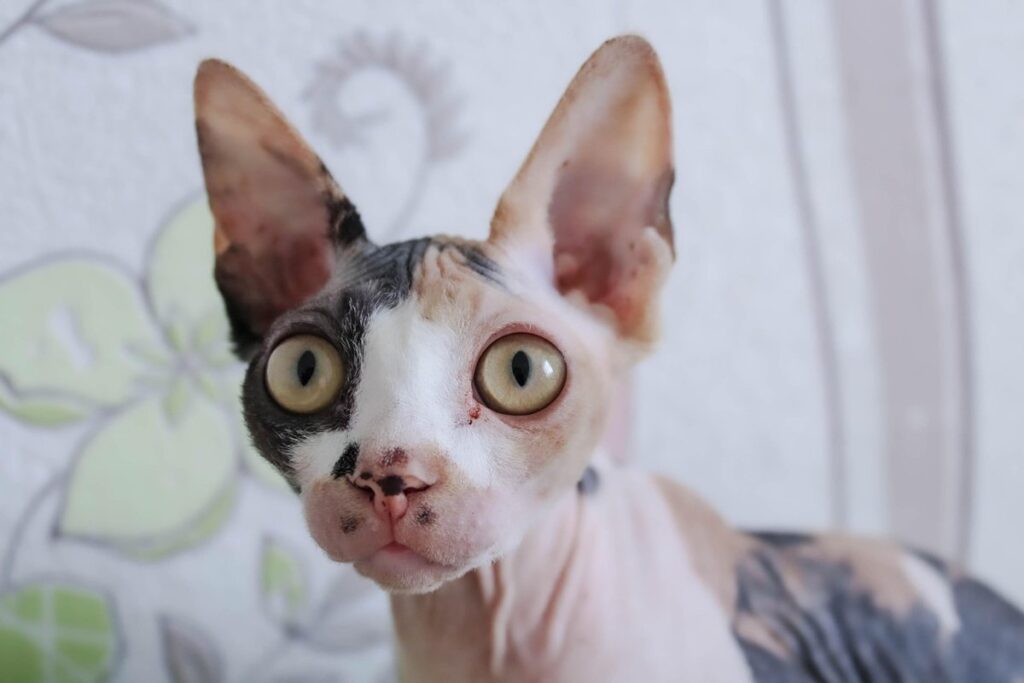 don sphynx cat