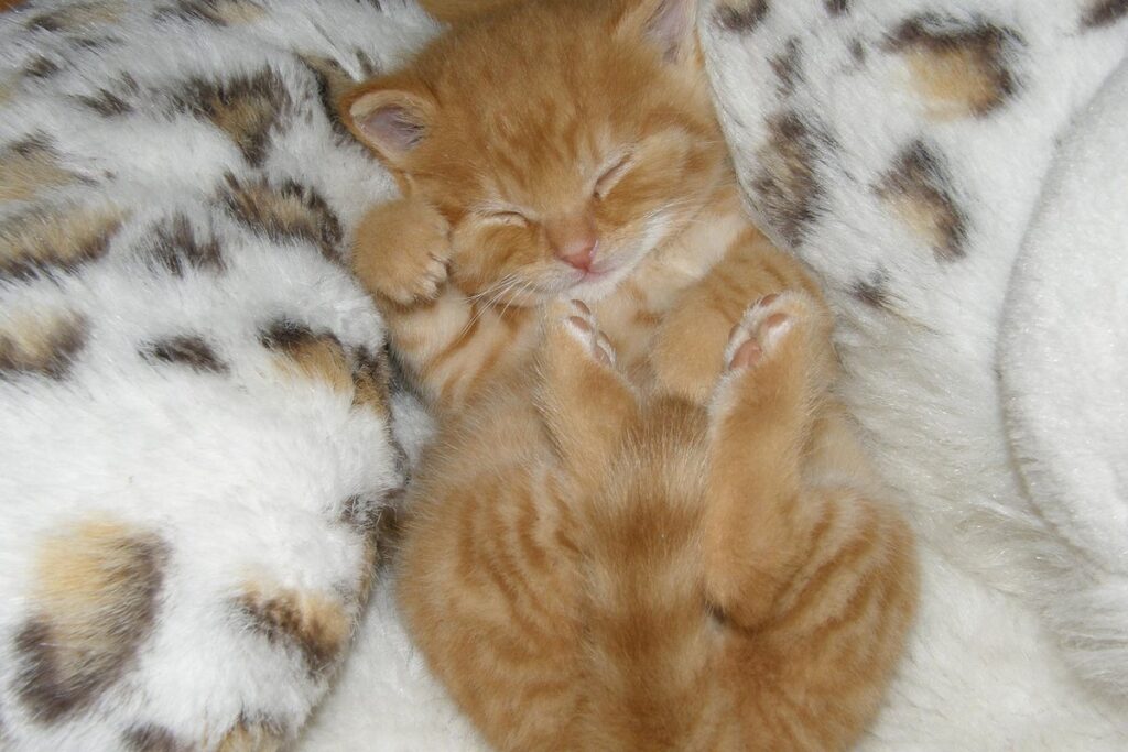 dream with kittens