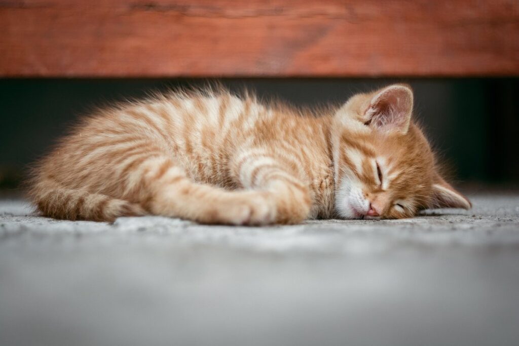 dreaming of kittens