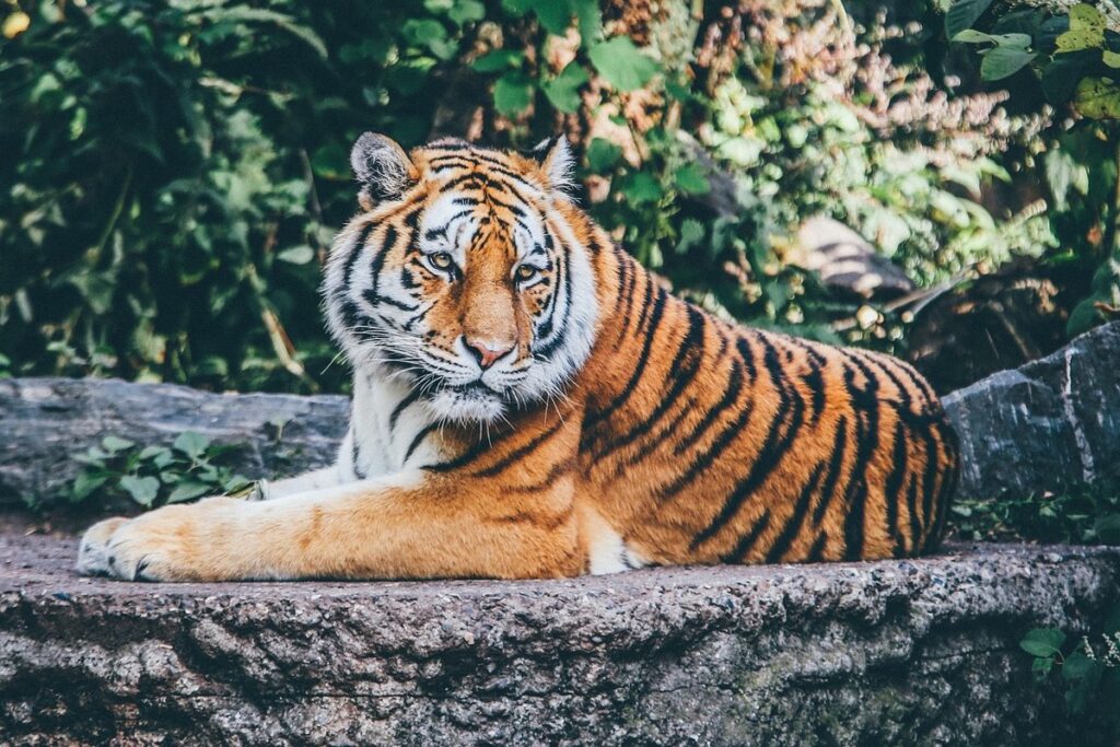 exotic cat species